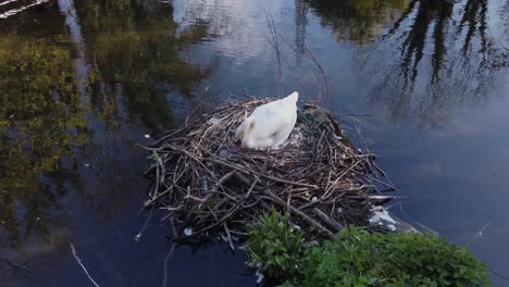 cría de cisne blanco comprobando los huevos jóvenes de cygnet en el nido junto al lago
