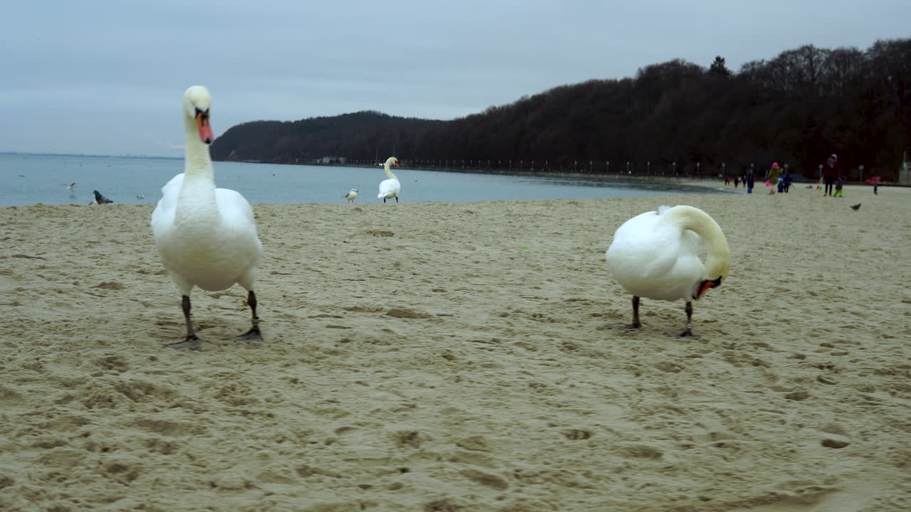 Swans wash themselves on the beach