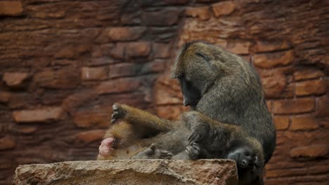babuinos sentados y descansando en un zoológico - de cerca