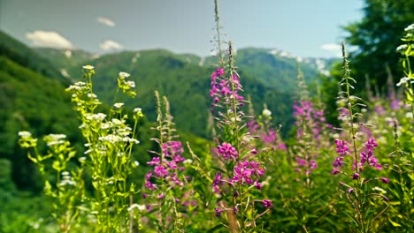 웅장 한 산 들 을 배경 으로 하여 활기찬 야생 꽃 들 이 꽃 을 피우고 있다