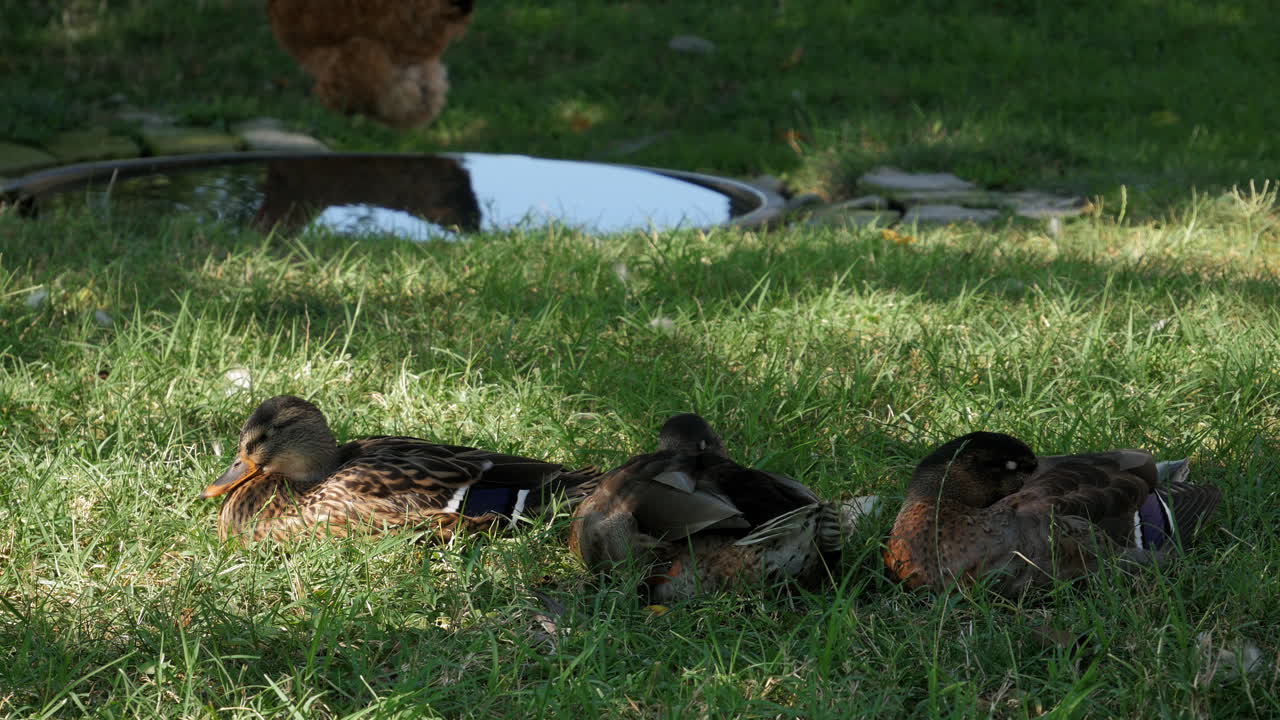 Rack focus of 3 wild ducks sleeping with pond in the background.