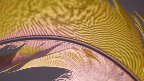 macro shot of a colorful feather