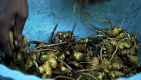 añadir jengibre limpiado a un cuenco azul cosecha de jengibre recién recogido jardinería en el hogar