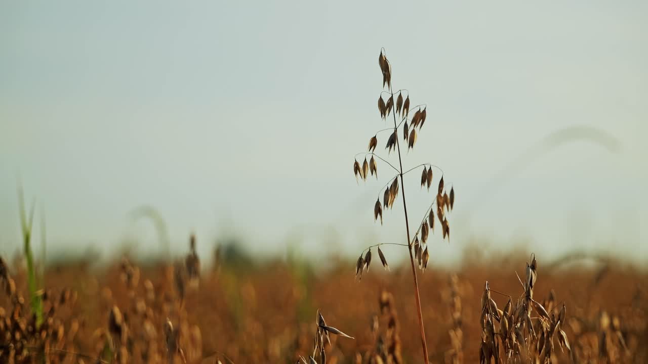 Isolated oat stalk in vast field symbolizes individuality, fragility and life
