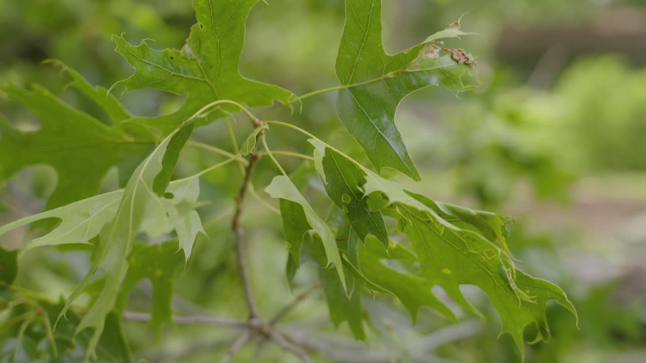 brisa en movimiento lento a través de las hojas de roble
