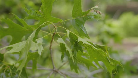 Slow-motion-breeze-through-oak-leaves