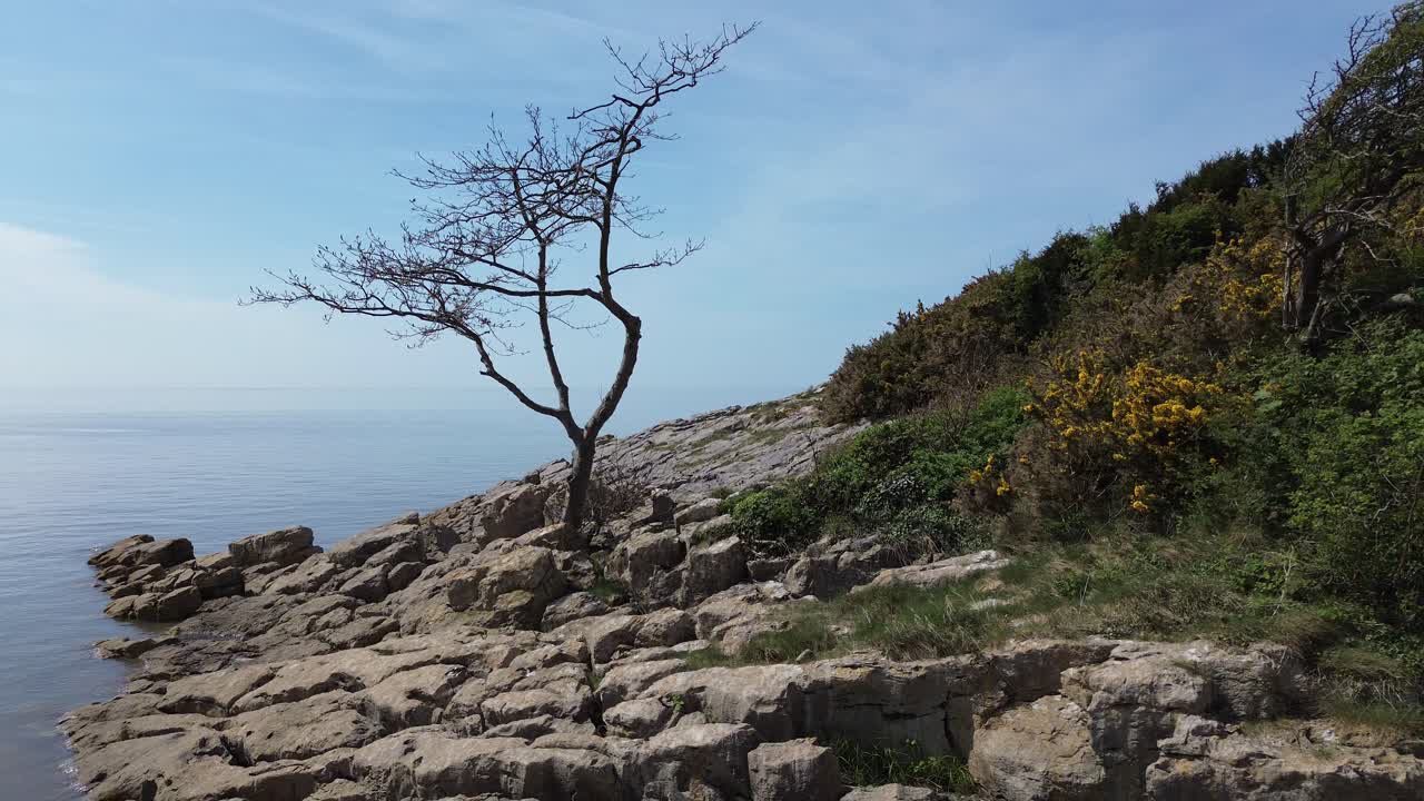 Aerial view establishing weathered tree on rocky slope calming tide and blue sky dreamlike harmony