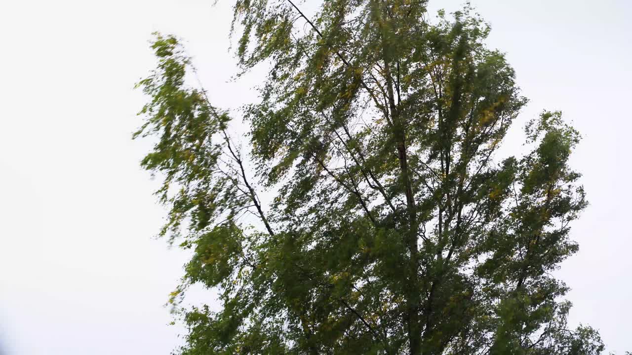 외로운 부는 나무. 악천후