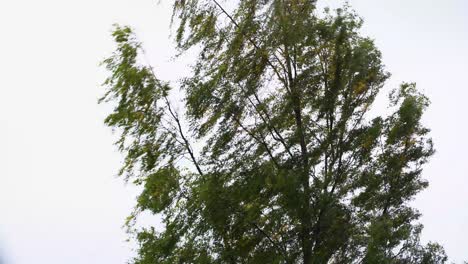 un árbol solitario que sopla. malas condiciones climáticas