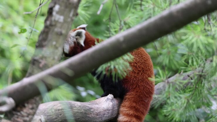 Primo piano di un simpatico cucciolo di panda rosso che cammina sul ramo di alberi verdi nella natura, al rallentatore.