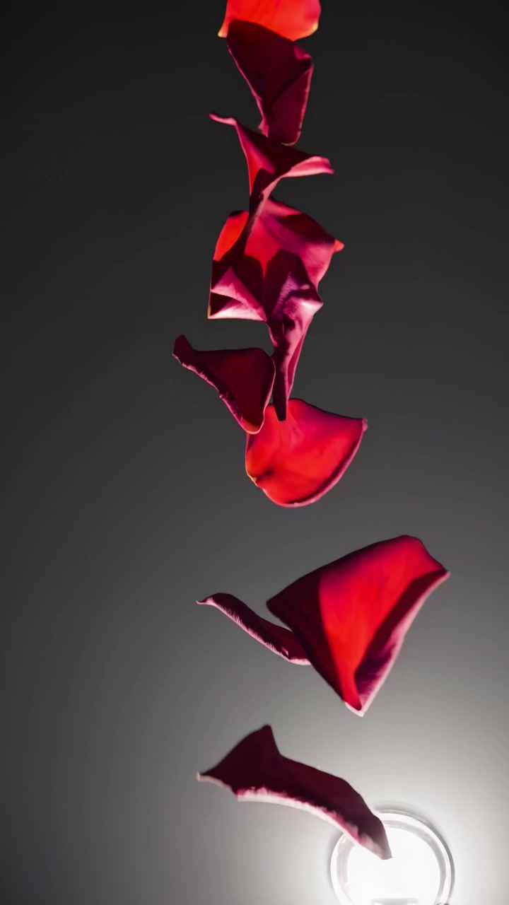 Red Rose Petals Falling Downwards Against a Dark Background