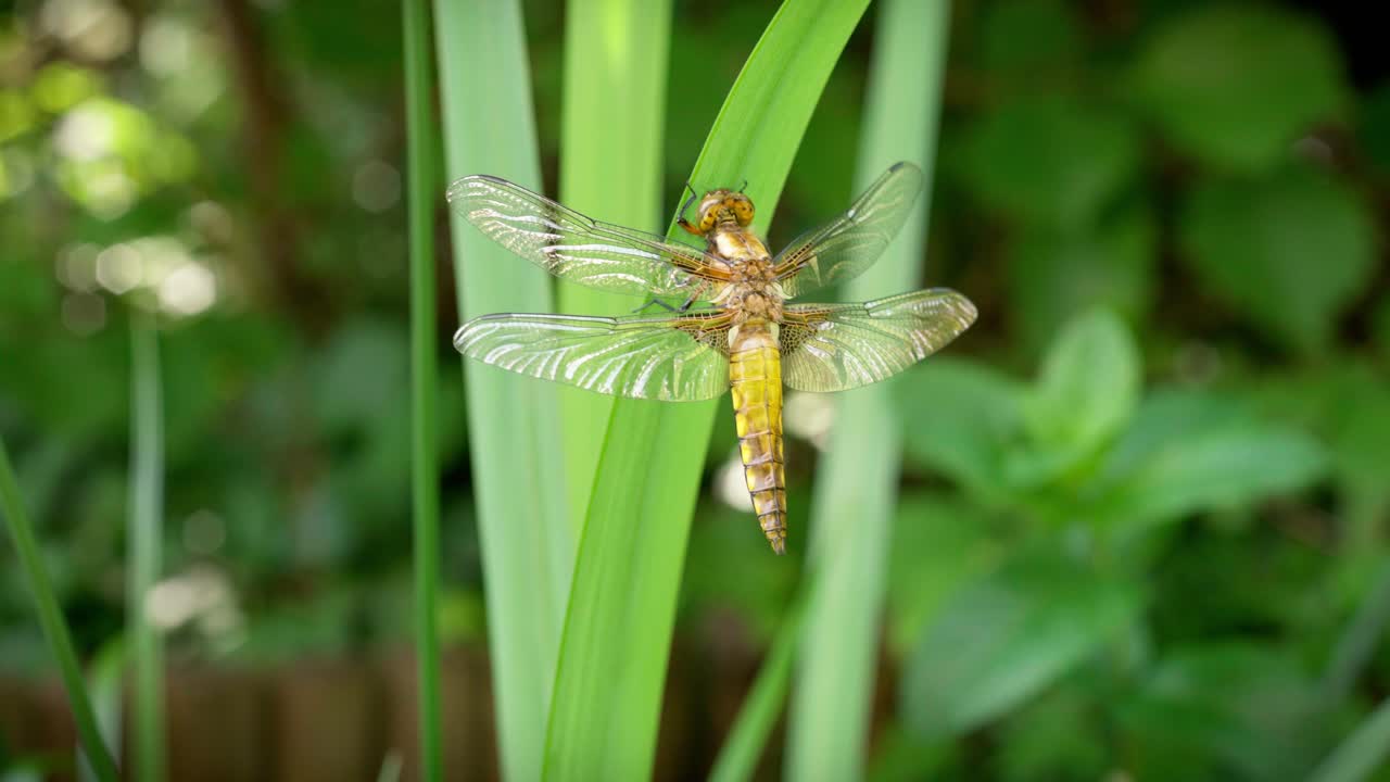 una libélula recién nacida, emergiendo de su larva, se seca pacíficamente en una hierba, expuesta al viento