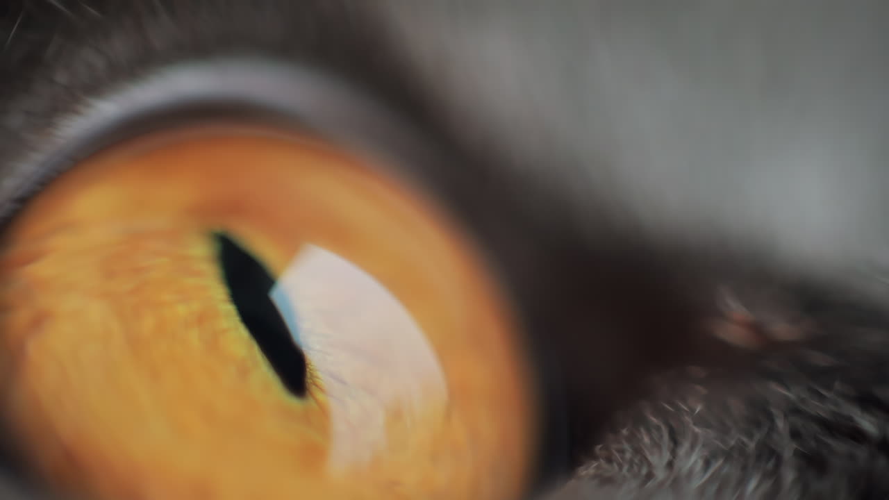 A detailed view of a cat's eye captures the rich orange color and intricate textures. Soft lighting highlights the unique features and the beauty of the feline gaze