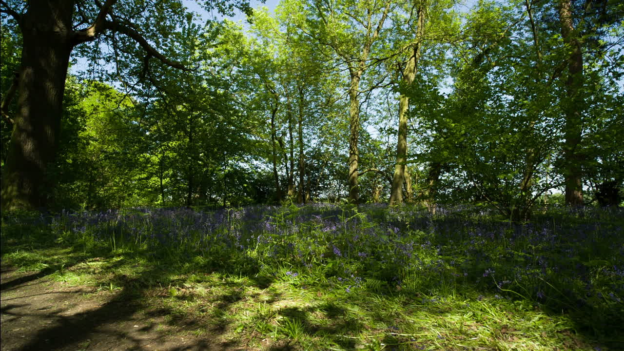 블루벨 포레스트 로우 00