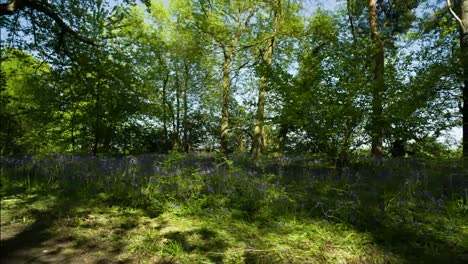 bluebells forest raw 00