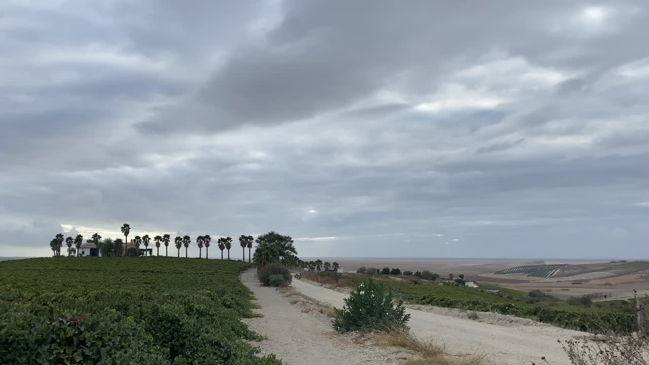Paesaggio rurale vicino a Trebujena con una fila di palme, una casa colonica e campi di vigneti che conducono verso le paludi sotto un cielo grigio pesante