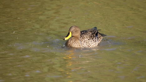 yellow billed duck scratches with foot and bobs head under water