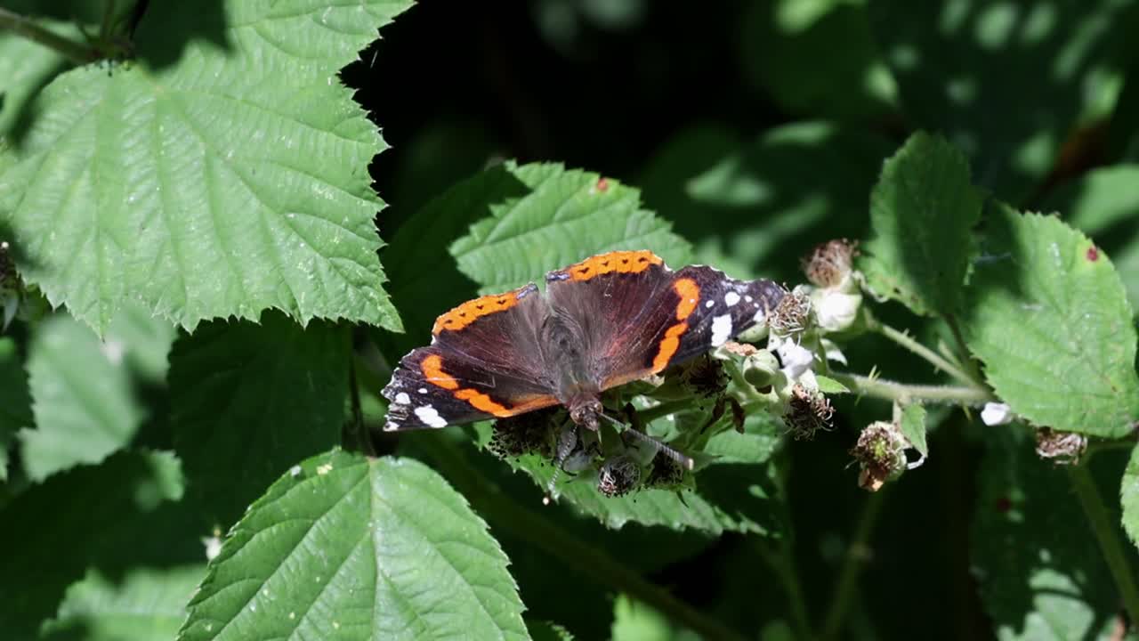 A Red Admiral Butterfly, Vanessa atalanta, feeding on Bramble flowers. Summer. UK