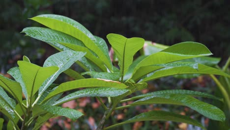 Perfekte-Lange-Grüne-Blätter,-Die-Von-Regentropfen-Getroffen-Werden,-Die-Aus-Der-Luft-Fallen-Und-Regnen