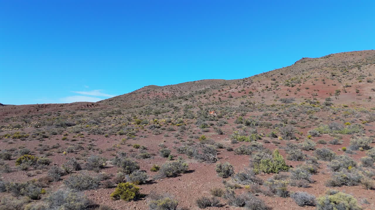Guanaco running in the rugged terrain of Chubut, Patagonia, amidst a serene wilderness desert plains, aerial
