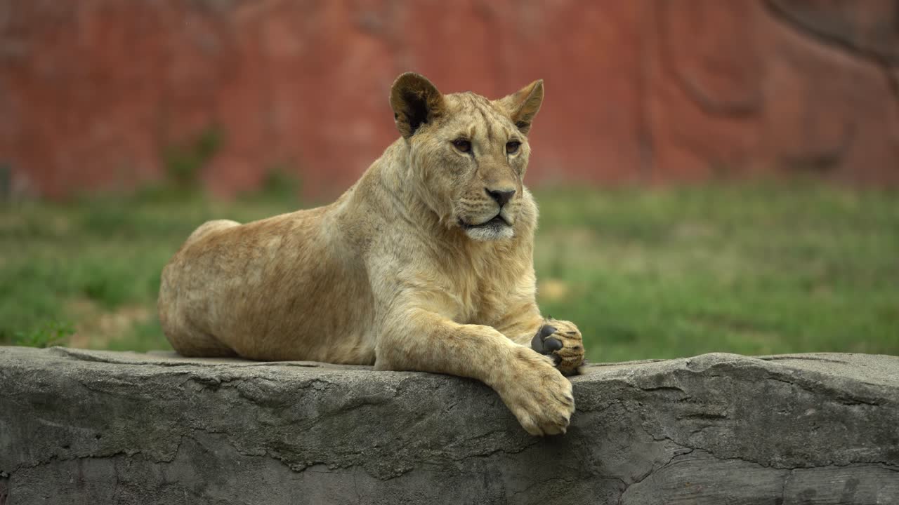 A Female Tiger Resting on a Huge Rock