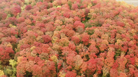 drone footage of fall colors