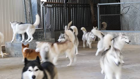 Grupo-De-Perros-Husky-Siberianos-Saliendo-Con-Mucha-Energía-Y-Alegría