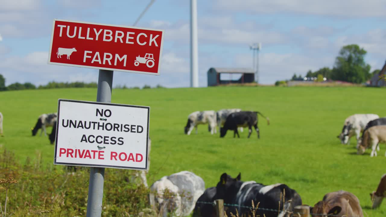 Dairy cows graze in a green pasture behind warning signs at a rural farm in Dundee, Scotland. Daylight, static camera, wide shot