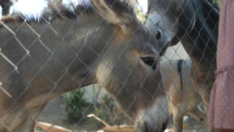 Una-Joven-Está-Acariciando-Unos-Burros-En-Un-Corral