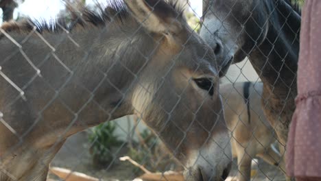 una mujer joven está acariciando a algunos burros en un corral