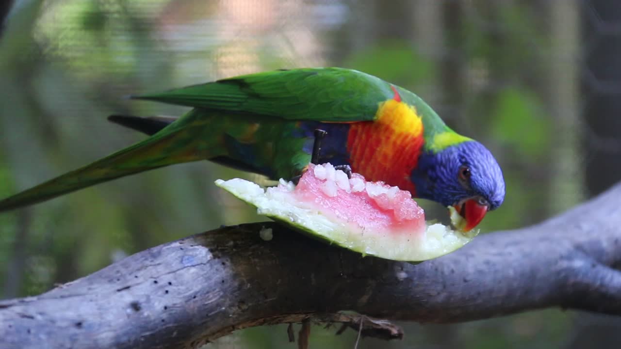 Colourful Rainbow Lorikeet Eating Watermelon - Close Up