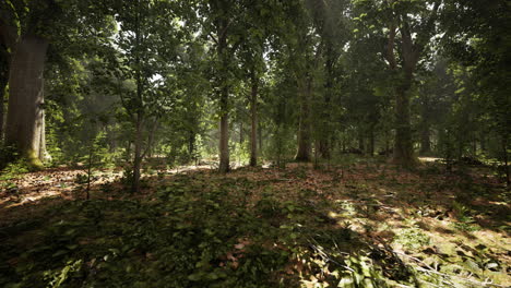 Misty-beech-forest-on-the-mountain-slope-in-a-nature-reserve