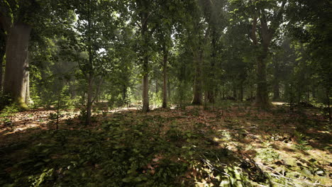 misty beech forest on the mountain slope in a nature reserve