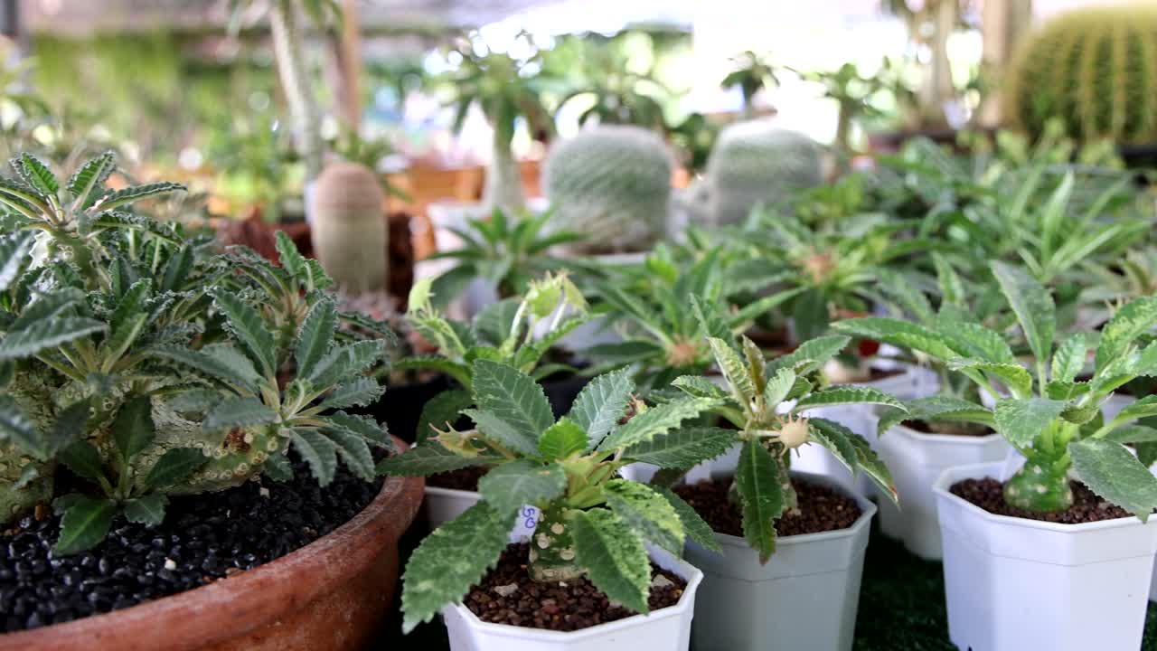 el lapso de tiempo de las plantas que crecen en un invernadero.
