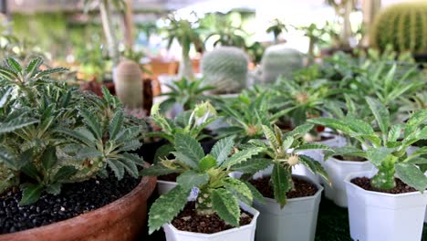 time-lapse of plants growing in a greenhouse.