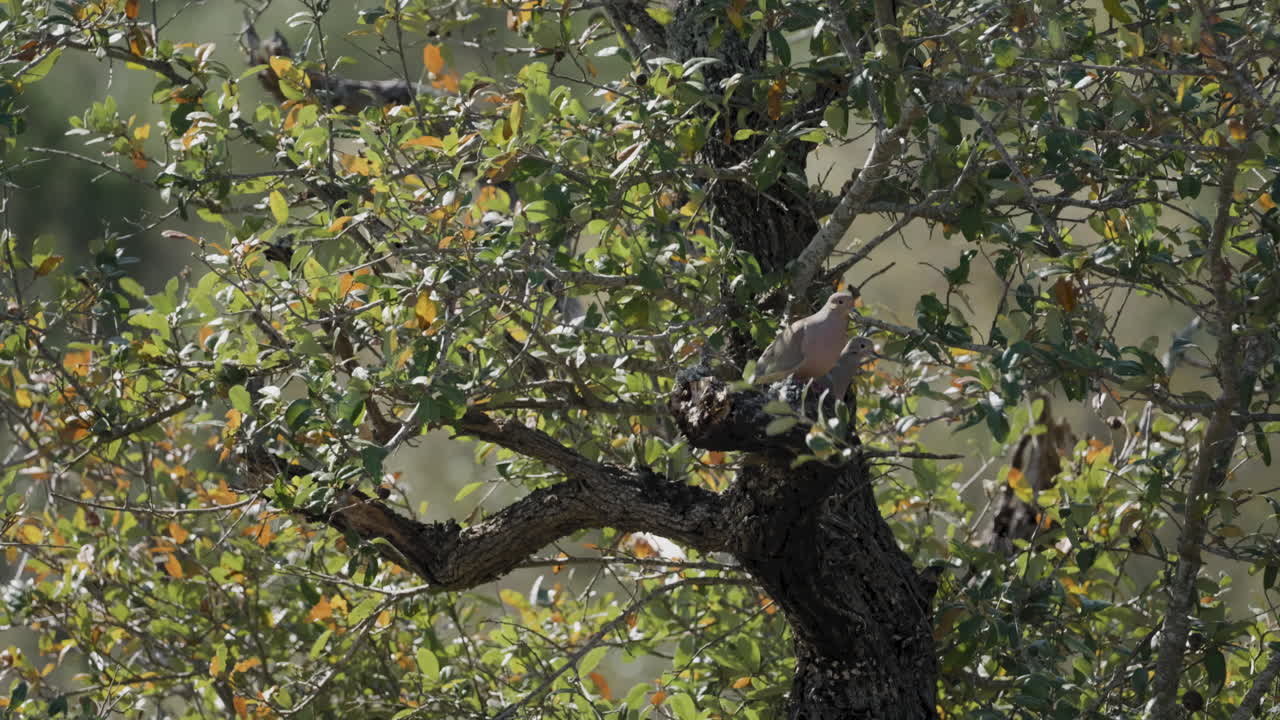 Love concept, A pair of Mourning Doves perched in an oak tree with their nest - Zenaida macroura