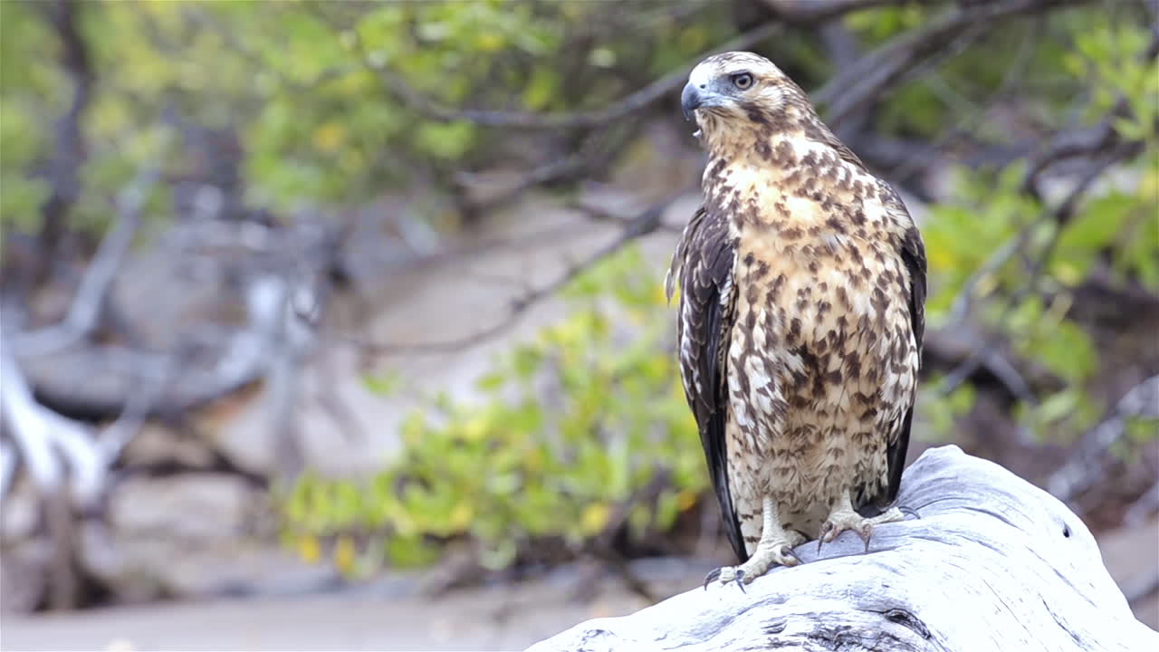 halcón endémico de galápagos mirando fijamente a la playa espumilla en la isla de santiago en el parque nacional de las islas galápagos y reserva marina ecuador