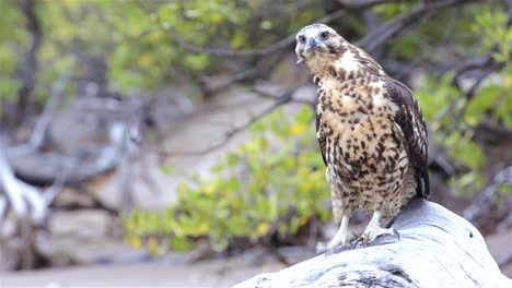 endemic galapagos hawk staring at playa espumilla on santiago island in the galapagos islands national park and marine reserve ecuador