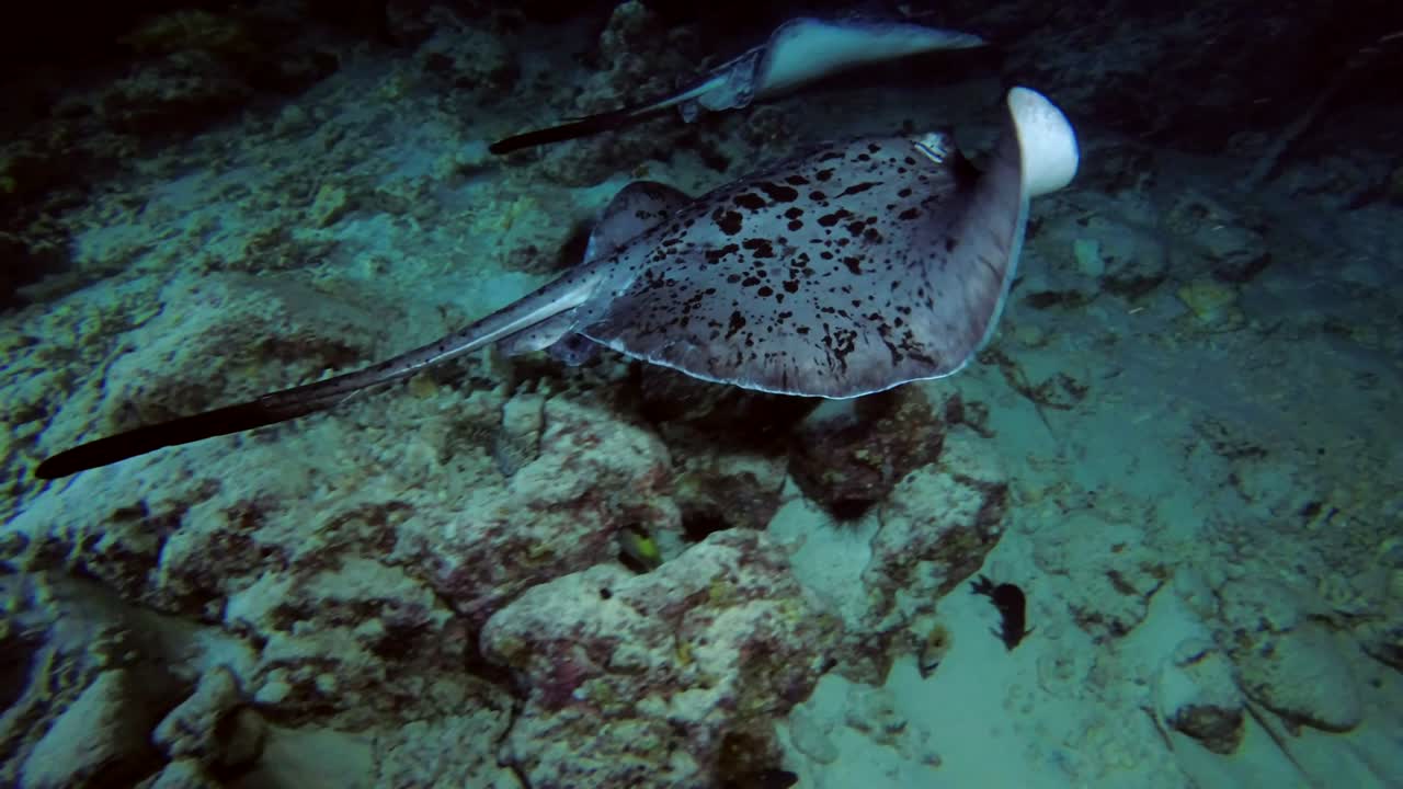 rayas de cola redonda - taeniura meyeni nadan sobre el arrecife en la noche, océano índico, maldivas, asia