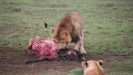 Löwe-Auf-Dem-Weg-Zu-Seiner-Beute-Auf-Safari-Im-Masai-Mara-Reservat-In-Kenia-Afrika