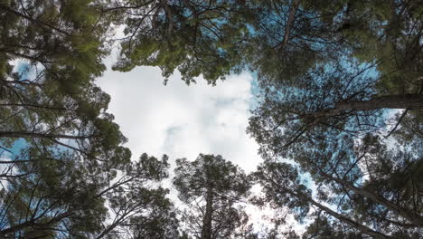 Looking Up Through the Canopy of a Pine Forest