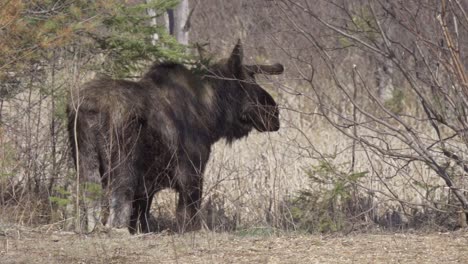 Wild-Bull-Moose-Standing-In-A-Forest-Habitat,-Animal-Of-Canada