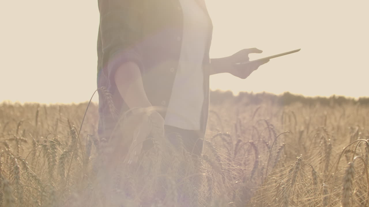 셔츠와 청바지를 입은 여성 농부는 을 가진 에서 태블릿을 가지고 가서 스파이클을 만지고 해가 지면 스크린에 손가락을 니다.