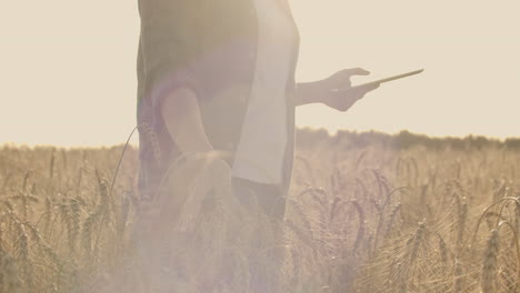 A-woman-farmer-in-a-shirt-and-jeans-goes-with-a-tablet-in-a-field-with-rye-touches-the-spikelets-and-presses-her-finger-on-the-screen-at-sunset.-Dolly-movement