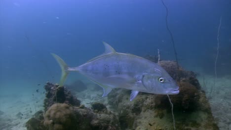 giant trevally at koh tao