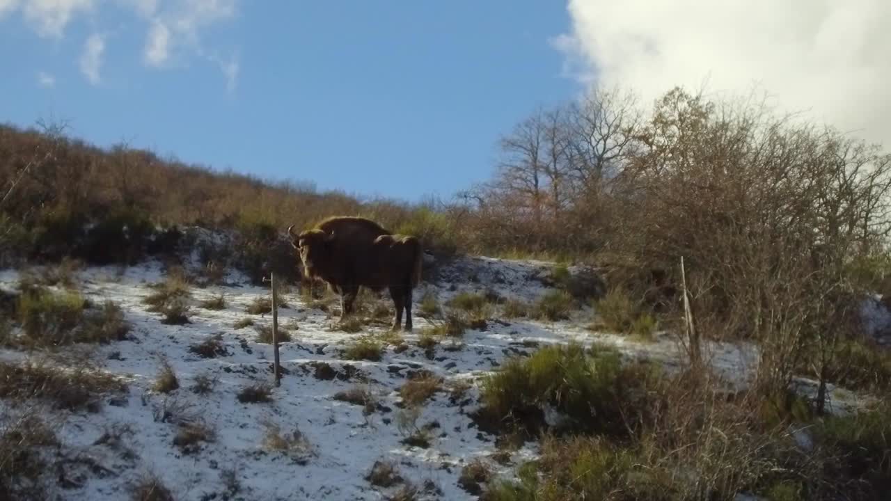 European Bison in Snowy Winter Landscape