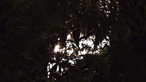 la luz del sol brilla y los rayos del sol a través de las ramas de los árboles