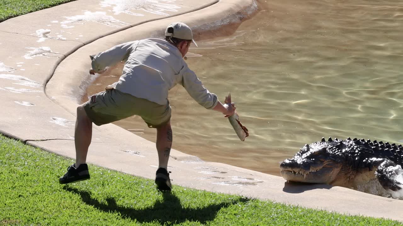 A trainer skillfully interacts with a crocodile using a feeding technique on a grassy area near water.