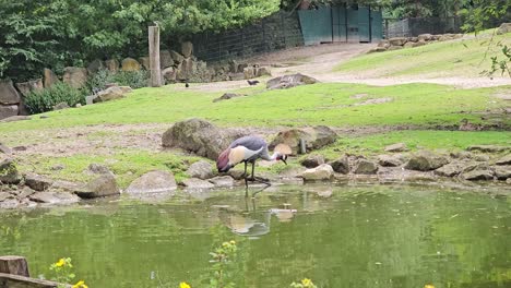 a beautiful crowned crane walks in the zoo's aviary