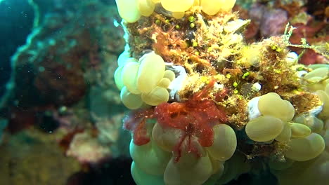 Red Crab on Coral Reef
